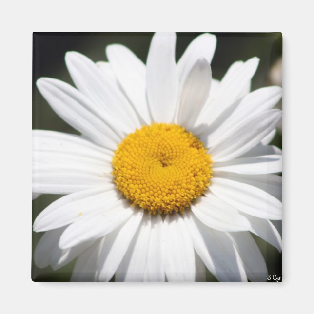 Aimant Daisy Darling (Devant)