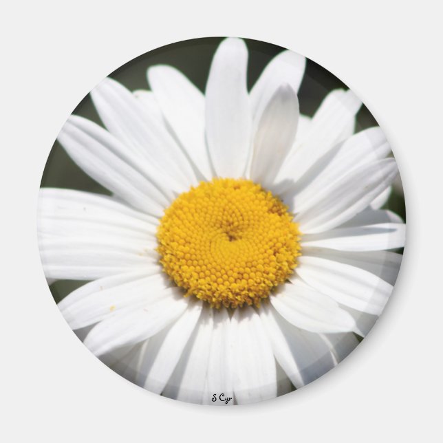 Aimant Daisy Darling (Devant)
