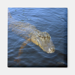 Aimant d'alligator