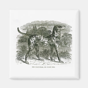 Aimant dalmatien