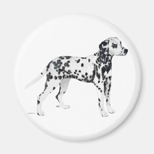 Aimant Dalmatien