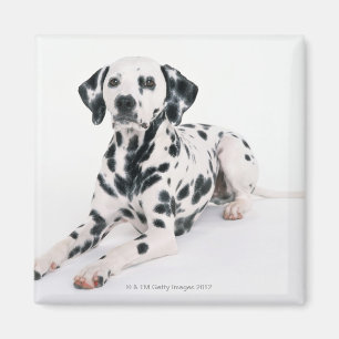 Aimant Dalmatien 4