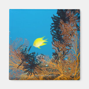 Aimant Damselfish d'or (Amblyglyphidodon doré)