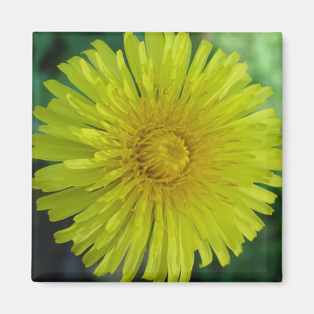 Aimant - Dandelion (Devant)
