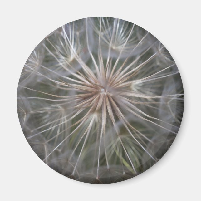 Aimant Dandelion (Devant)