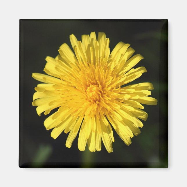 Aimant Dandelion (Devant)