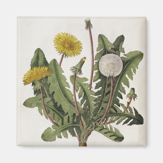 Aimant Dandelion (gravure couleur) (Devant)
