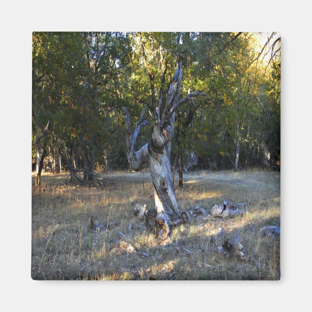 Aimant Dans la forêt.... (Devant)