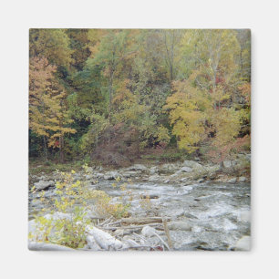 Aimant Dans les bois