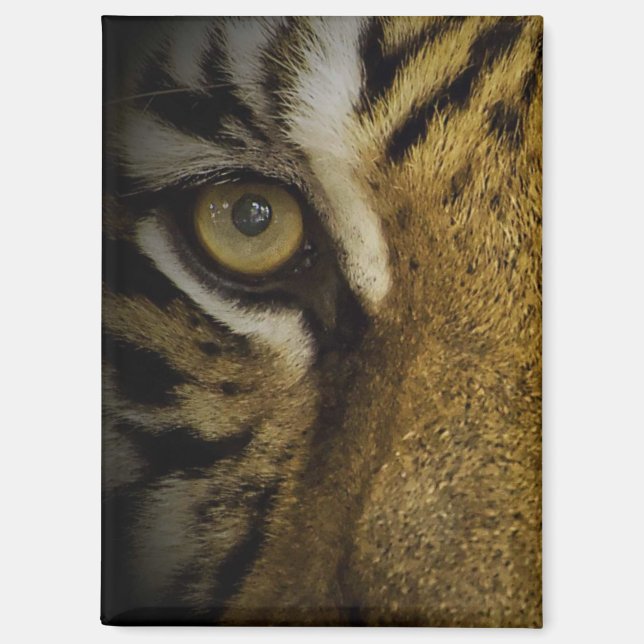 Aimant Dans l'oeil d'un tigre (Recto)