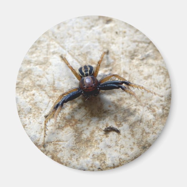 Aimant d'araignée de crabe terrestre masculin (Devant)