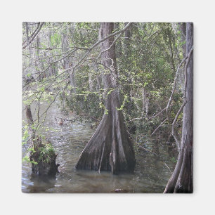 Aimant d'arbres de Cypress