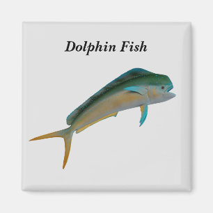 Aimant Dauphin