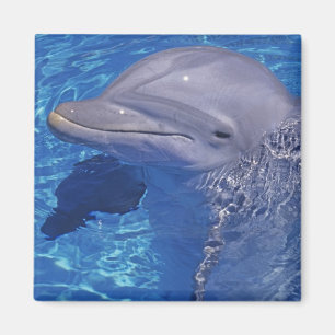 Aimant Dauphin à gros nez, Tursiops Truncatus