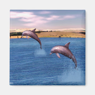 Aimant Dauphins