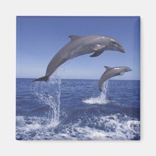 Aimant dauphins à gros nez des Caraïbes