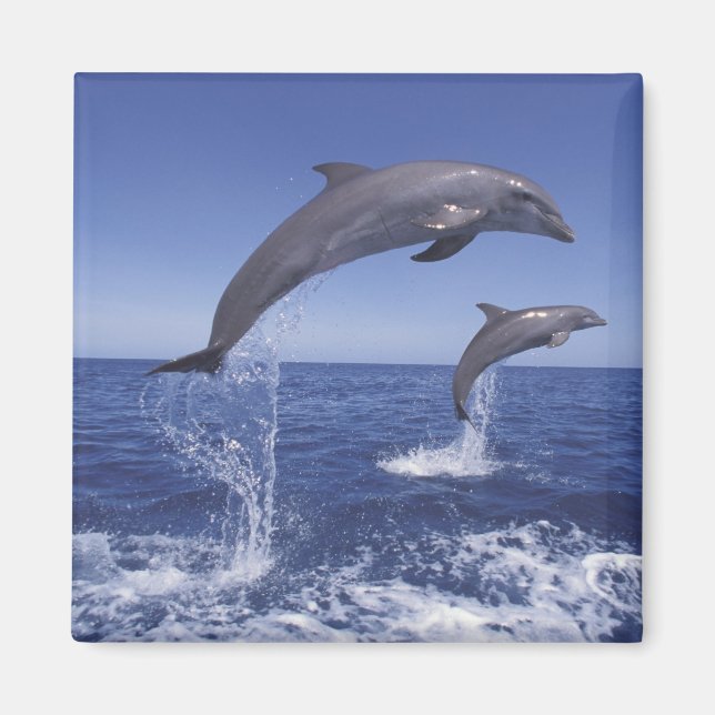 Aimant dauphins à gros nez des Caraïbes (Devant)