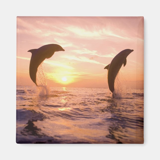 Aimant Dauphins à gros nez Tursiops truncatus (Devant)