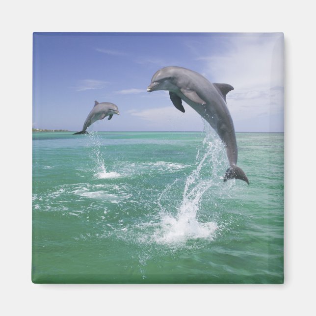 Aimant Dauphins à gros nez Tursiops truncatus (Devant)