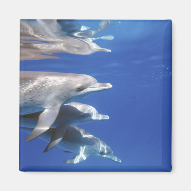 Aimant dauphins tachetés de l'Atlantique. Bimini, Bahamas (Devant)