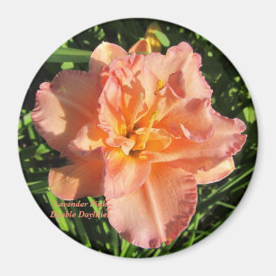Aimant Daylilies roses de lavande doubles