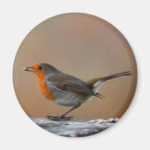 Aimant de alimentation de Robin