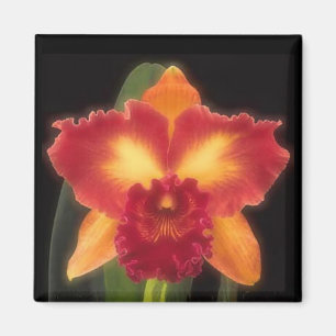 Aimant de beauté exotique