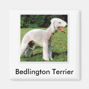 Aimant de Bedlington Terrier