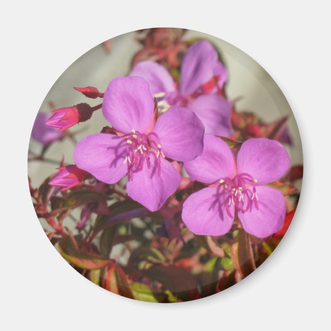 Aimant de Begonias (Devant)