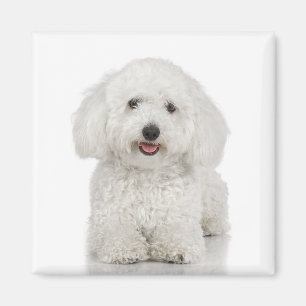 Aimant de Bichon Frise