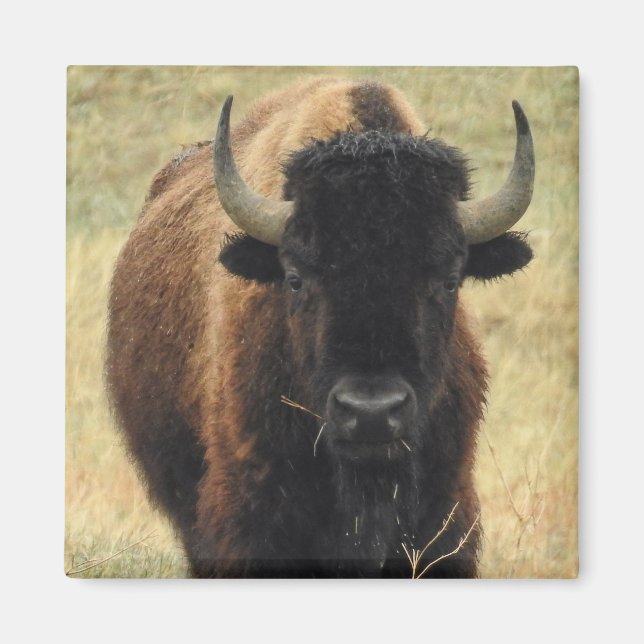 Aimant de bison américain (Devant)