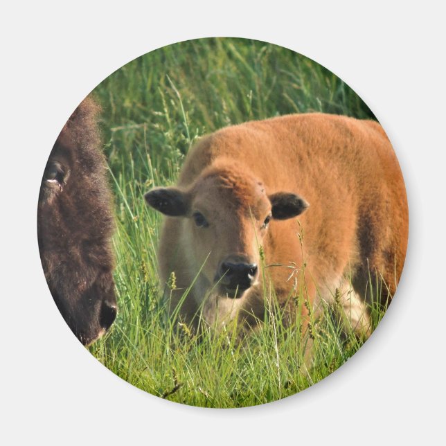 Aimant de bison de bébé (Devant)