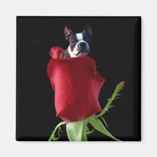 Aimant de Boston Terrier de rose rouge