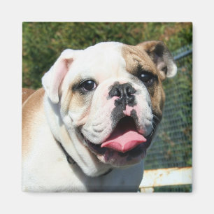 Aimant de bouledogue