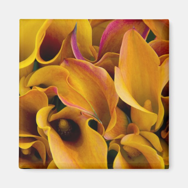 Aimant De brillantes callas colorés au (Devant)