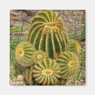 Aimant de cactus