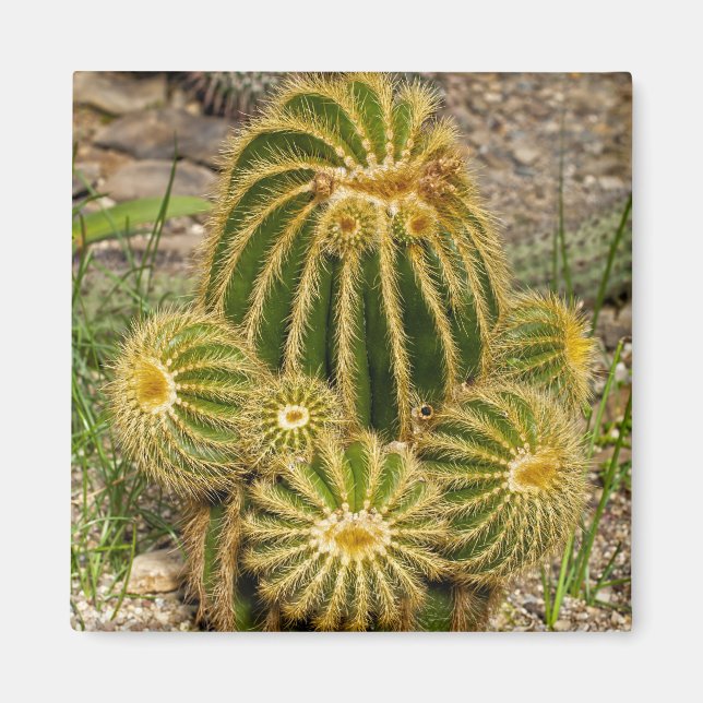 Aimant de cactus (Devant)