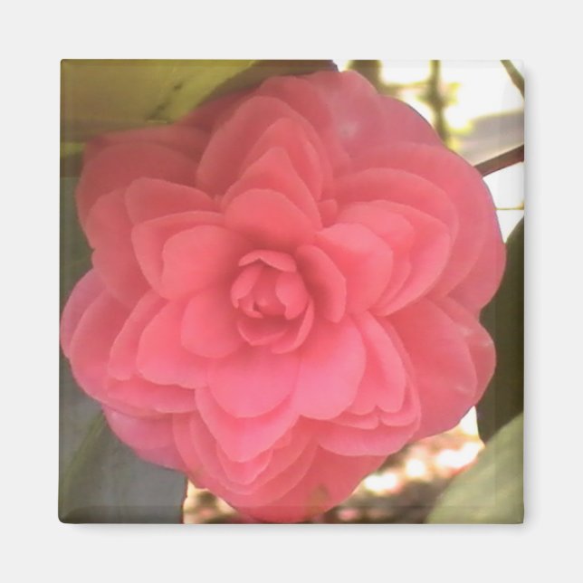 Aimant de Camellia rose (Devant)