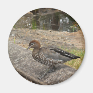 Aimant de canard