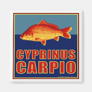 Aimant de carpe
