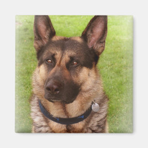 Aimant de carré de chien de berger