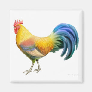 Aimant de carré de coq d'Ardenner