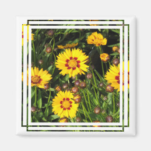 Aimant de carré de Coreopsis de Soleil Levant
