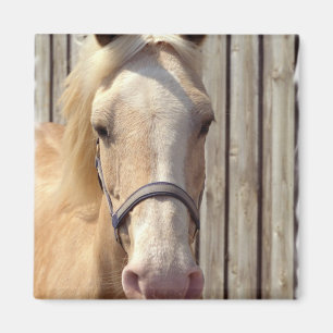 Aimant de carré de poney de palomino