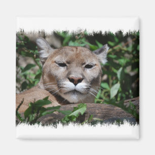 Aimant de carré de prédateur de puma