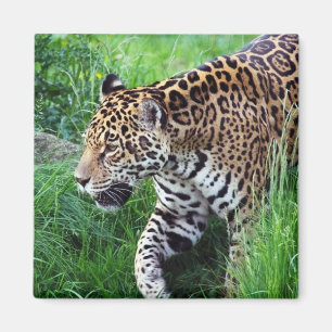 Aimant de carré d'habitat de Jaguar