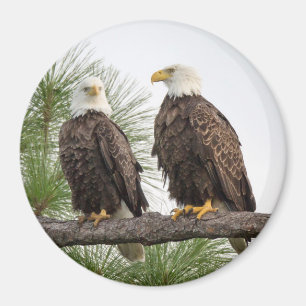 Aimant de cercle de H&O (diverses tailles