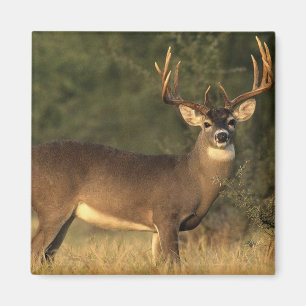 aimant de cerfs communs