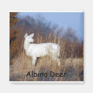Aimant de cerfs communs albinos