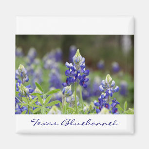 Aimant de champ Bluebonnet